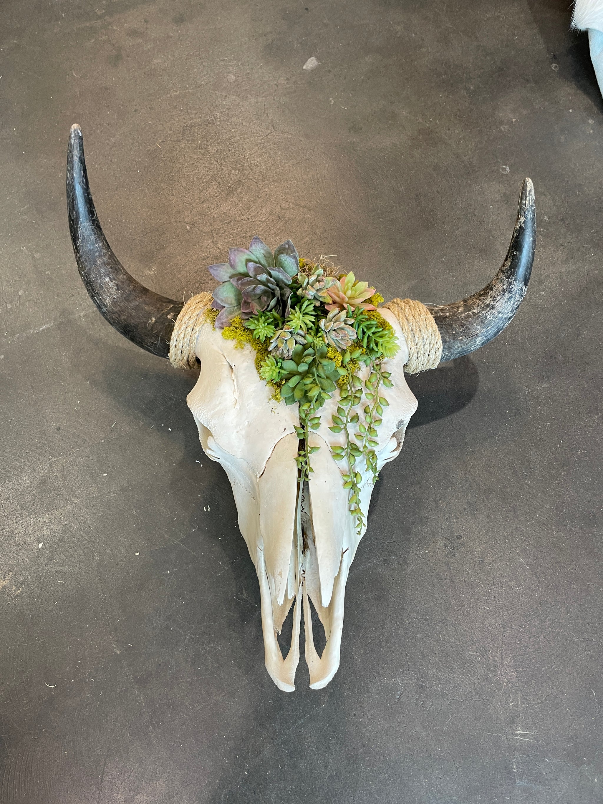 skulls and succulents Authentic Buffalo Wall Mounted Skull with Succulents
